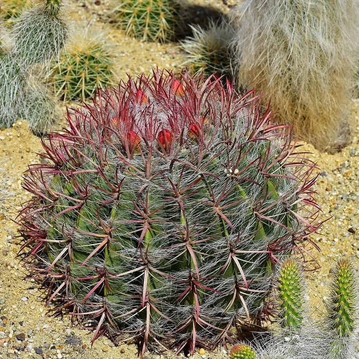 Sac repas cactus