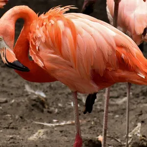 Flamingo Lunch Bag