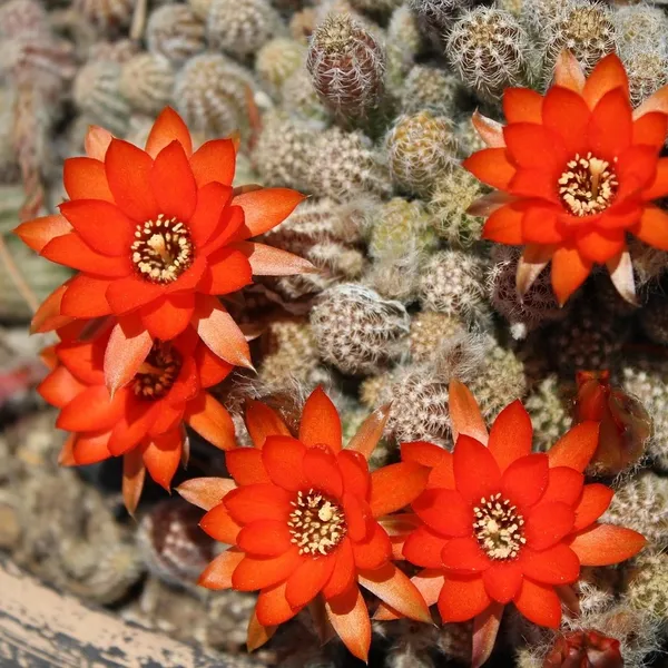 Lunch bag isotherme cactus