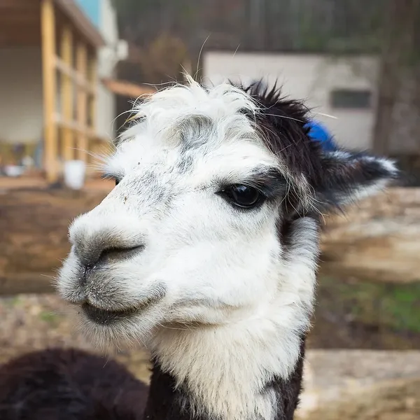 Llama Lunch Bag