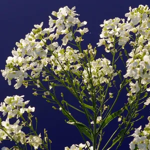 Aesthetic Lunch Bag