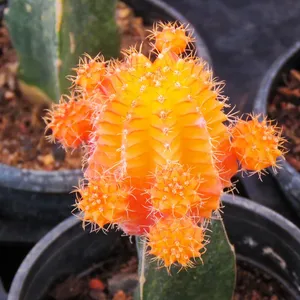 Cactus Lunch Bag